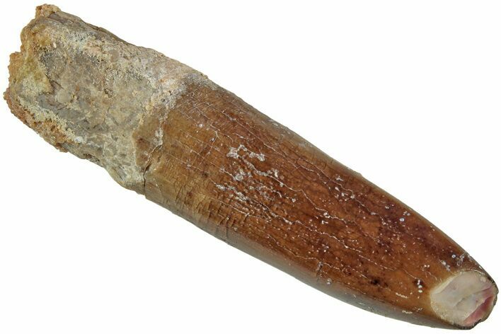Fossil Sauropod Dinosaur (Titanosaur?) Tooth - Morocco #230660